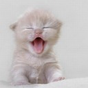 d00x499xd24873c61456ec5d7fce793c